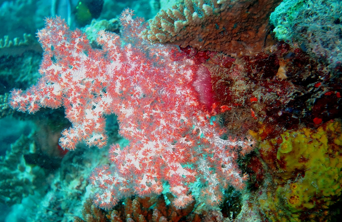 IMG_0203rf_Maldives_Madoogali_Plongee 1_House reef_Corail mou.jpg